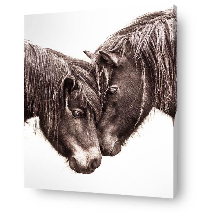horse wall art canvas print - portrait two pony heads romance