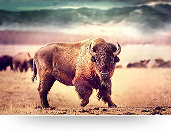 nature canvas prints bison bull effect