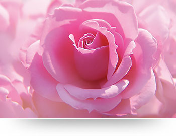 nature canvas prints flower pink rose
