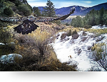 nature canvas prints golden eagle trail camera