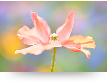 nature wall art - pink poppy flower