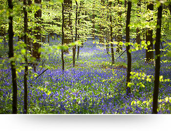nature wall art - colorful light forest wildflowers