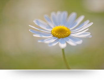 nature canvas prints white flower green daisy