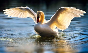 Swan open wings nature canvas prints wall art