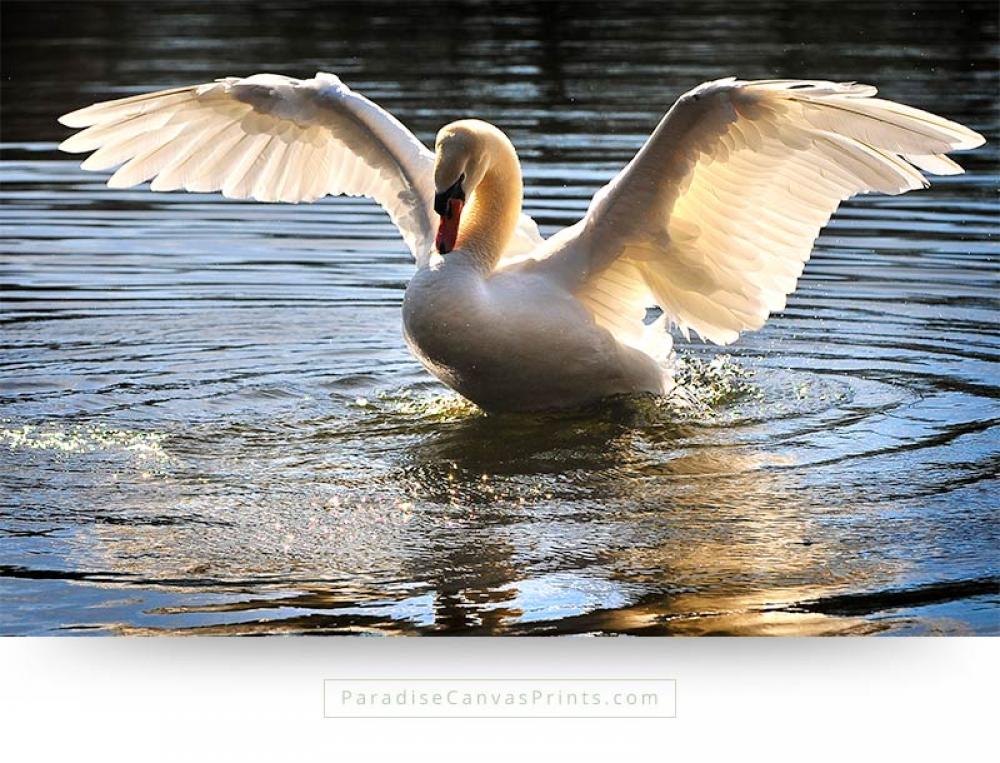 Bird canvas print and wall art of a swan with open wings