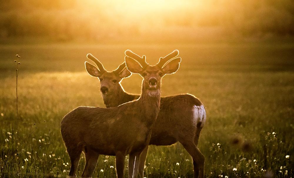 Deer sunset meadow nature canvas prints wall art