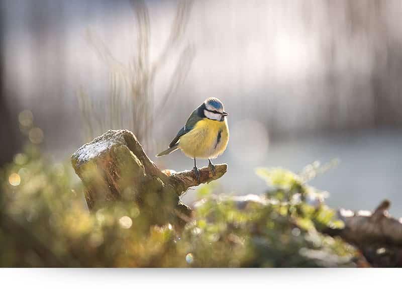 Songbird In Winter